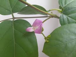 Image result for Canavalia africana