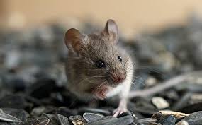The critical first step to getting rid of mice is to inspect possible mice activity. Most Common Ways Mice Get Into Our Homes Learn More About Rodents
