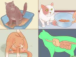 Bisa jadi karena infeksi jamur, bakteri, virus, tumor, cedera. 3 Cara Untuk Mengetahui Apakah Kucing Sedang Sakit Wikihow