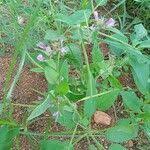 Image result for Cleome macrophylla