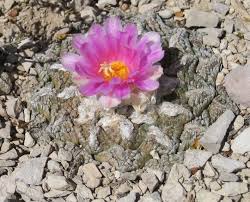 There are other plants as well that some people think to be cacti, but big bend has also considerable altitude differences, from 2000 ft at the rio grande to over 7000 at mt emory. Facebook