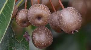 Pistachios have male trees that produce in general, a pollinator should be considered for all pear varieties, even though 'kieffer' and 'duchess'. Types Of Ornamental Flowering Pear Trees Fruitless Pear Trees Pictures