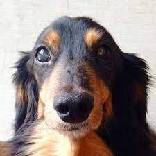 正面ver 犬 ダックス ダックスフンド dog dogstagram dachshund 愛犬 わんこ ワンコ lovemydog instadog ふわもこ部 sausagedog 短足部 わんころもち ブラックタン dogso weiner dog weenie dogs dogs