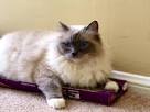 Ragdoll Cats Cat Breed Information, Pictures ...