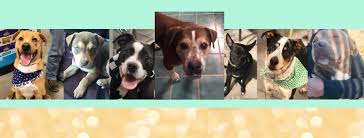 Areas alaska dog and puppy rescue serves. Gallery 3 Scaramarillo