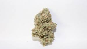Face Mints Strain Marijuana Strain Reviews Allbud