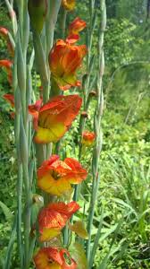 Image result for Gladiolus dalenii