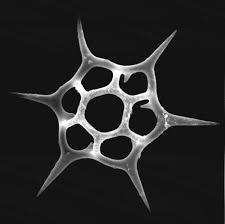 Silicoflagellates Star Shaped Internal Skeleton That Have 2 Flagella That Varies In Lengths Star Shape Diatom Algae