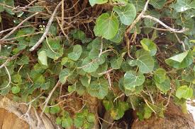 Image result for Ficus abutilifolia