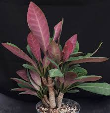 Image result for Euphorbia williamsonii