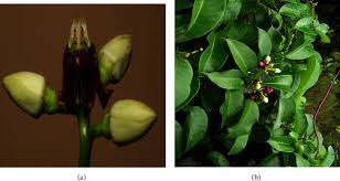 Image result for Parquetina calophylla