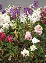 Over 4,392,643 flowers pictures to choose from, with no signup needed. Matthiola Incana Wikipedia