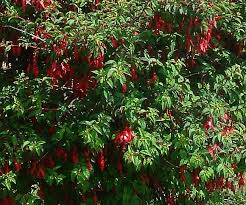 Check spelling or type a new query. Fuchsia Hedge Hedge Fuchsia Shrub Wild Flower Finder