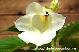 Image result for Impatiens mildbraedii