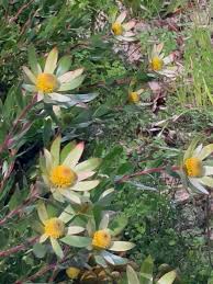 Image result for Eulophia horsfallii