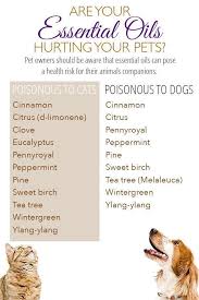 Welcome To My World Welcome To My Only World Welcome To My World Essential Oils Harmful To Dogs Cats Essential Oils Dogs Oil Safe Are Essential Oils Safe