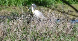 De afgelopen dagen is al meerdere malen een 'rode ibis' gespot in nederweert. Na Rode Ibis Nu Ook Lepelaar Gespot In De Gentbrugse Meersen Gent Pzc Nl