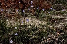 Image result for Wahlenbergia huttonii