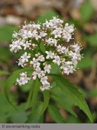 Image result for Valerianaceae