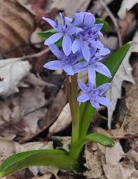 Image result for Scilla benguellensis