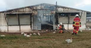 Tetapkan temujanji untuk pihak integrator pergi melihat tanah yang anda cadangkan sebagai tapak ternakan ayam daging kontrak tersebut. 7 000 Ekor Ayam Rentung Utusan Timur