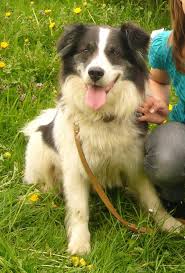Hunde Deckanzeigen Tieranzeigen Seite 12