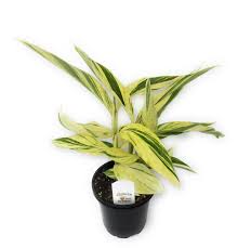 Image result for Alpinia zerumbet