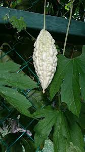 Image result for Momordica pterocarpa