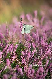 Small White Butterfly Heather Flower White Butterfly Butterfly