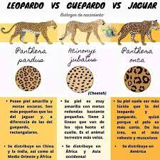 We did not find results for: Academia Nacional De Ciencias Costa Rica Leopardo Vs Guepardo Vs Jaguar Facebook