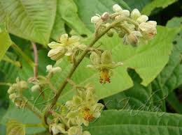 Image result for Grewia