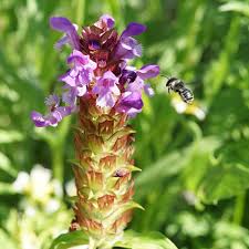 Image result for Eriosema × prunelloides