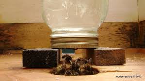 Looks easy and effective, and much cheaper than the purchased ones. How To Install A Jar Feeder A Newfoundland Beekeeper