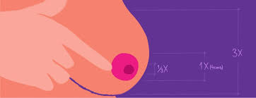 Large Areola Average Size Breastfeeding And Menstruation Effects