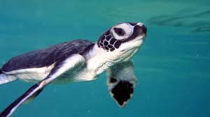 Turtle eggs can be obtained in the inventory using tools with the silk touch enchantment. How Do Sea Turtles Hatch