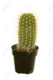 But in winter the placement should be cooler and light. Potted Baby Saguaro Cactus Stock Photo Picture And Royalty Free Image Image 8935976