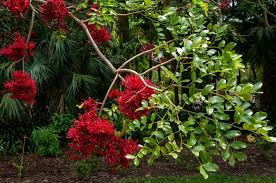 Image result for Schotia brachypetala