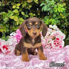 Dachshund Puppies For Sale Near Me Under 500 Dachshund Puppies For Sale Near Me Hoobly In 2020 Dachshund Puppies For Sale Dachshund Puppies Dapple Dachshund Puppy