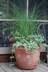 June 2010 Ornamental Grasses Flower Pots Outdoor Plants