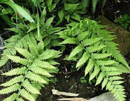 Image result for Deparia