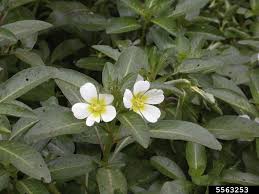 Image result for Ludwigia adscendens