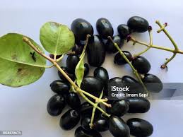 Image result for Afroligusticum