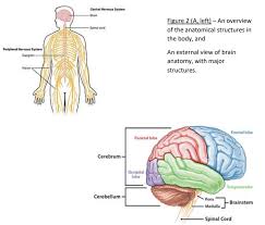 The nervous system is the part of an animal's body that coordinates its voluntary and involuntary actions and transmits signals to and from different parts of its body. Lab 4 Nervous System Biology Libretexts