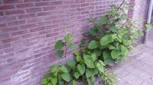 De japanse duizendknoop (fallopia japonica, synoniemen: Japanse Duizendknoop Geofoxx