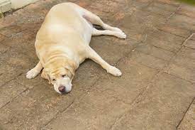 Could My Pet Have Diabetes Johnston Animal Hospital