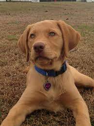 Sold red labs for sale in mn. Fox Red Lab So Cute Lab Dogs Fox Red Labrador Cute Dogs Breeds