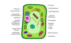 Organelles are the organised or ribosomes take information from the dna and use it to make proteins. à²œ à²µà²• à²¶à²¦ à²°à²šà²¨ Structure Of Cell Lessons Blendspace