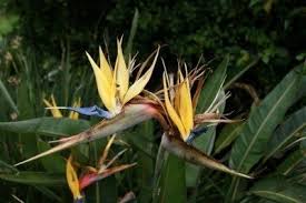 Bird Of Paradise Plant Leaves Curling And Turning Brown Deadheading Bird Of Paradise Should I Deadhead Bird Of Paradise Plants