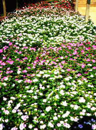 Check spelling or type a new query. A Guide For Commercial Production Of Vinca Uga Cooperative Extension