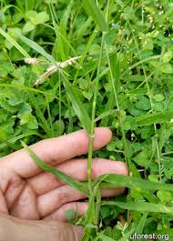 Image result for Dactyloctenium aegyptium